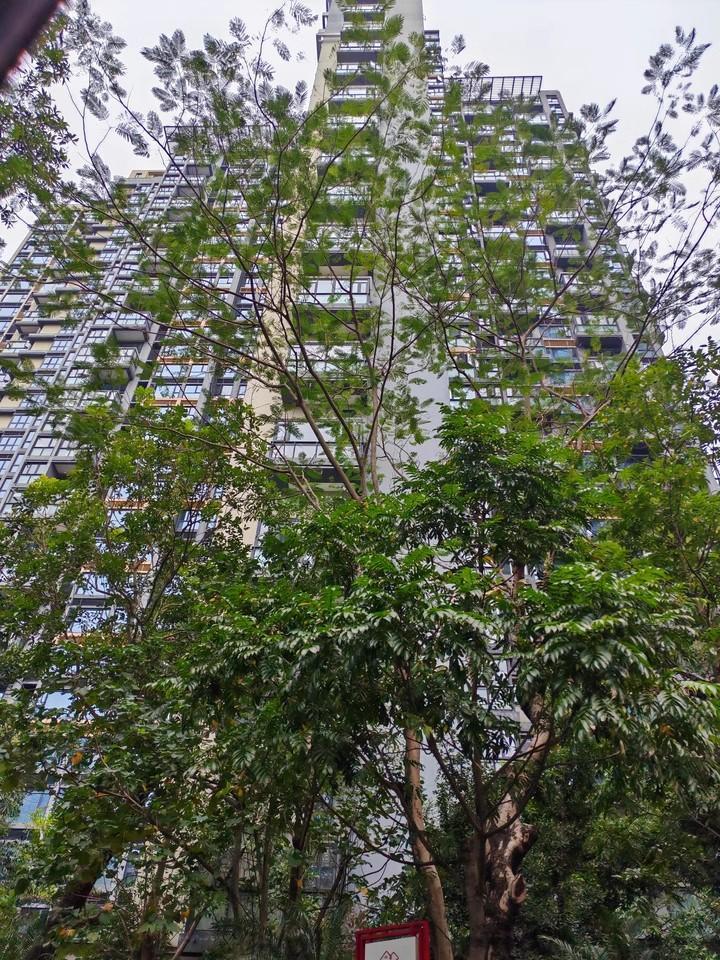 深圳南山波托菲诺香山里稀缺大宅法拍房静享高尔夫景观坐拥塘朗山美色-第8张图片-法拍在线官网